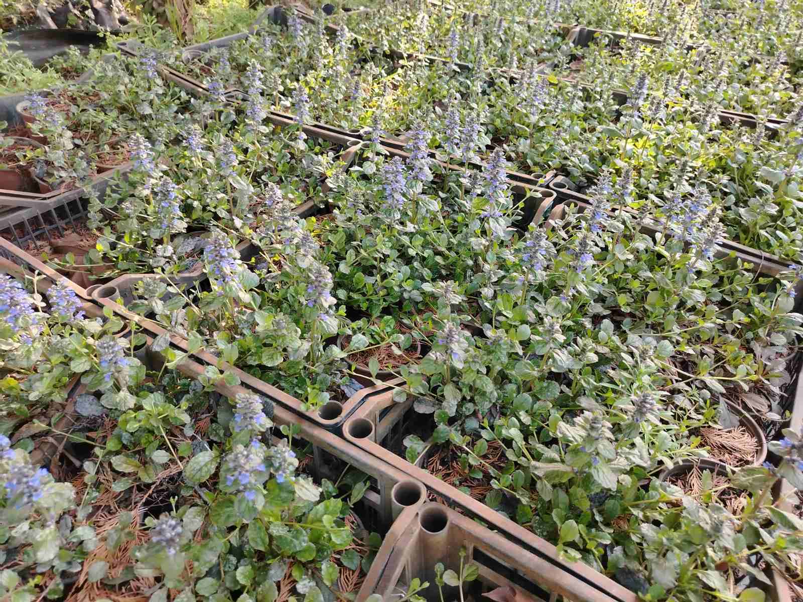 Kriechender Günsel (Ajuga reptans)