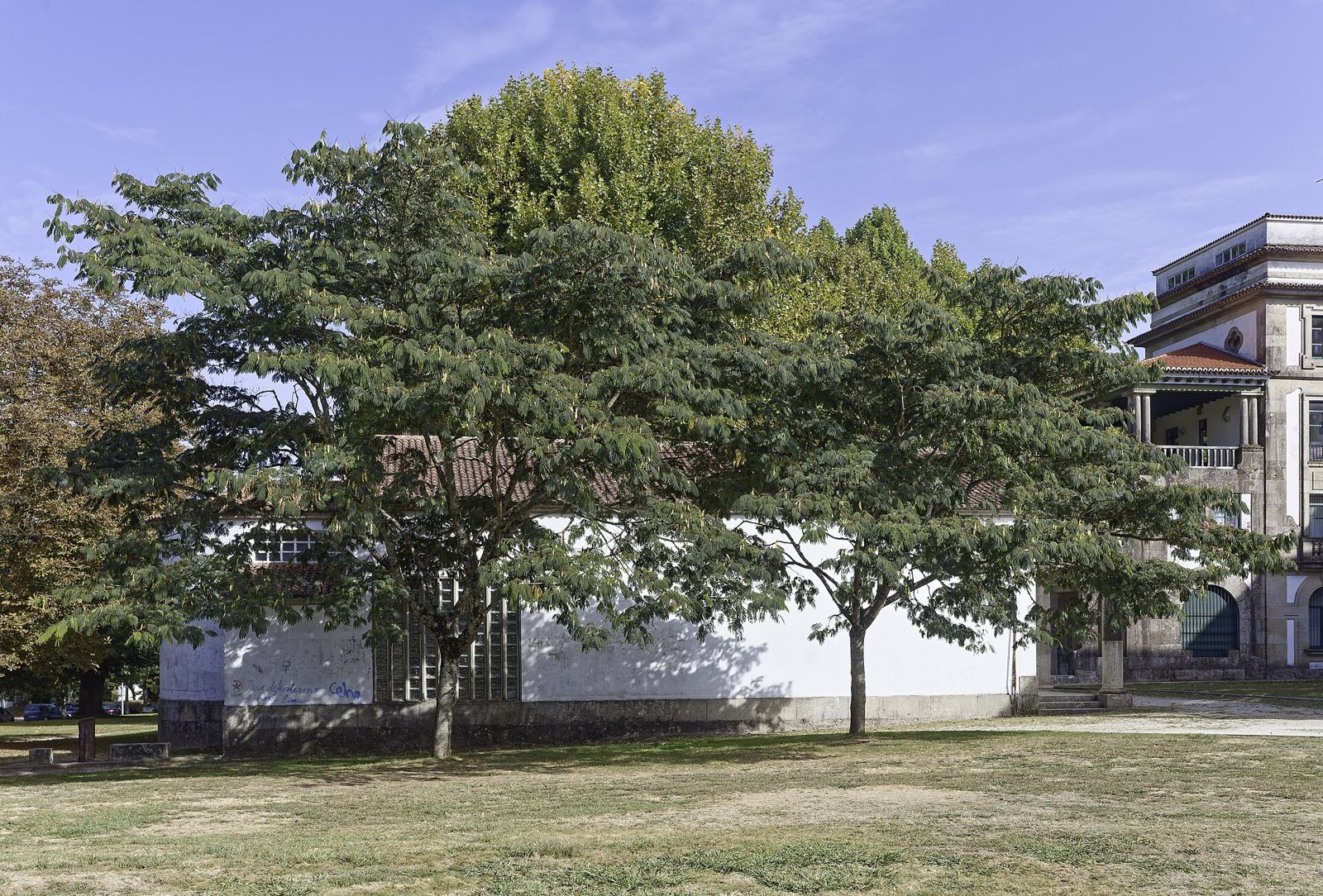 Seidenbaum, mehrstämmig (Albizia julibrissin)