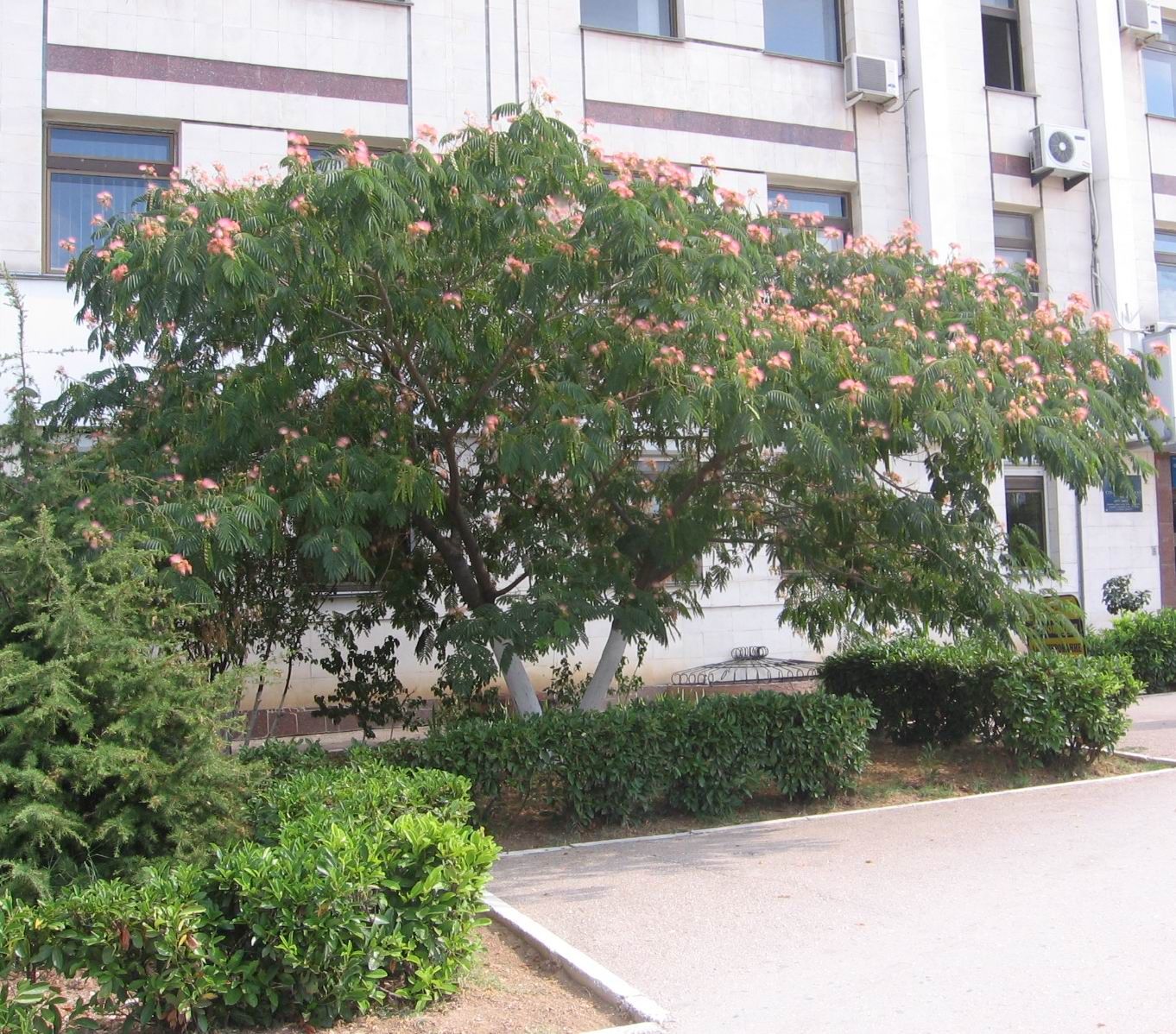 Silk Tree (Albizia julibrissin)