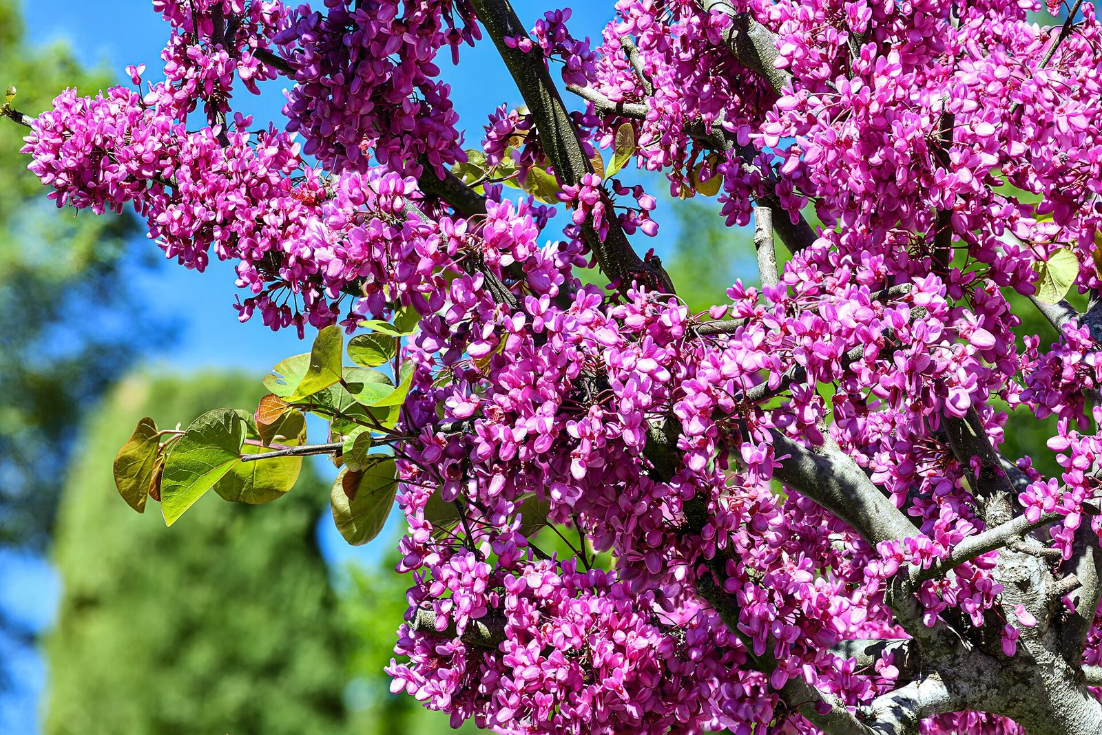 Arborele lui Iuda (Cercis siliquastrum)
