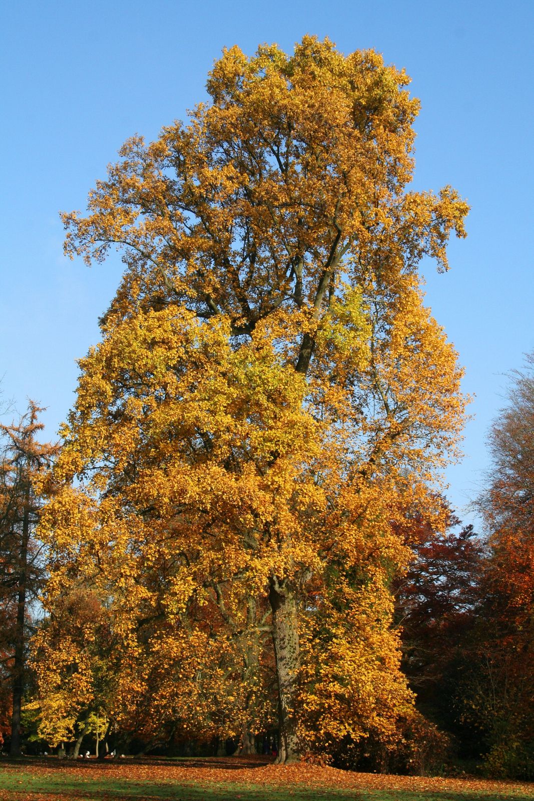 Arborele lalea (Liriodendron tulipifera)
