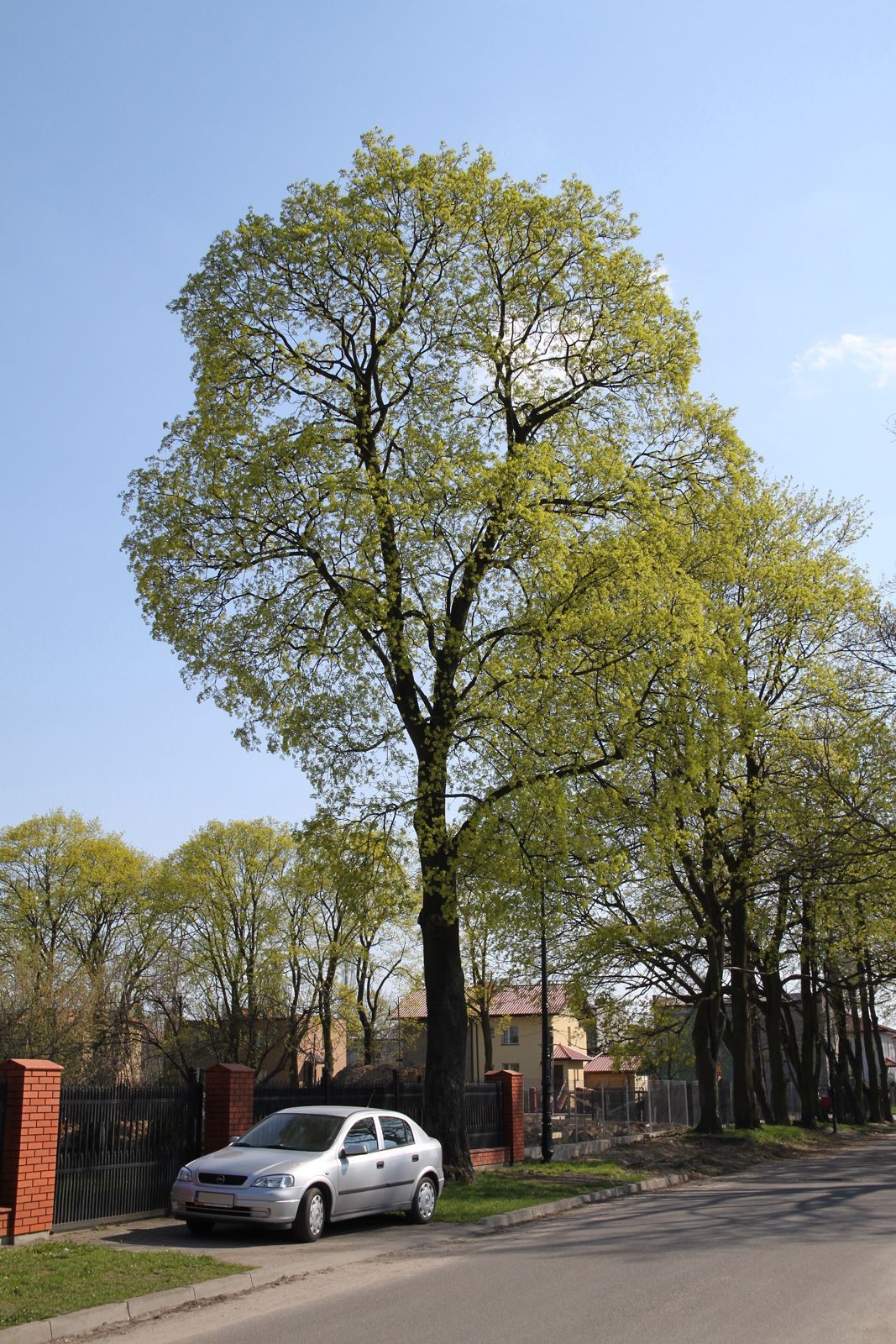 Spitzahorn (Acer platanoides)