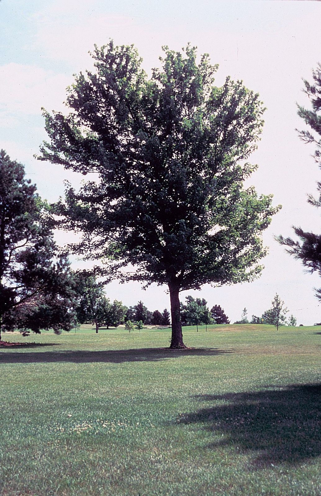 Silber-Ahorn (Acer saccharinum)