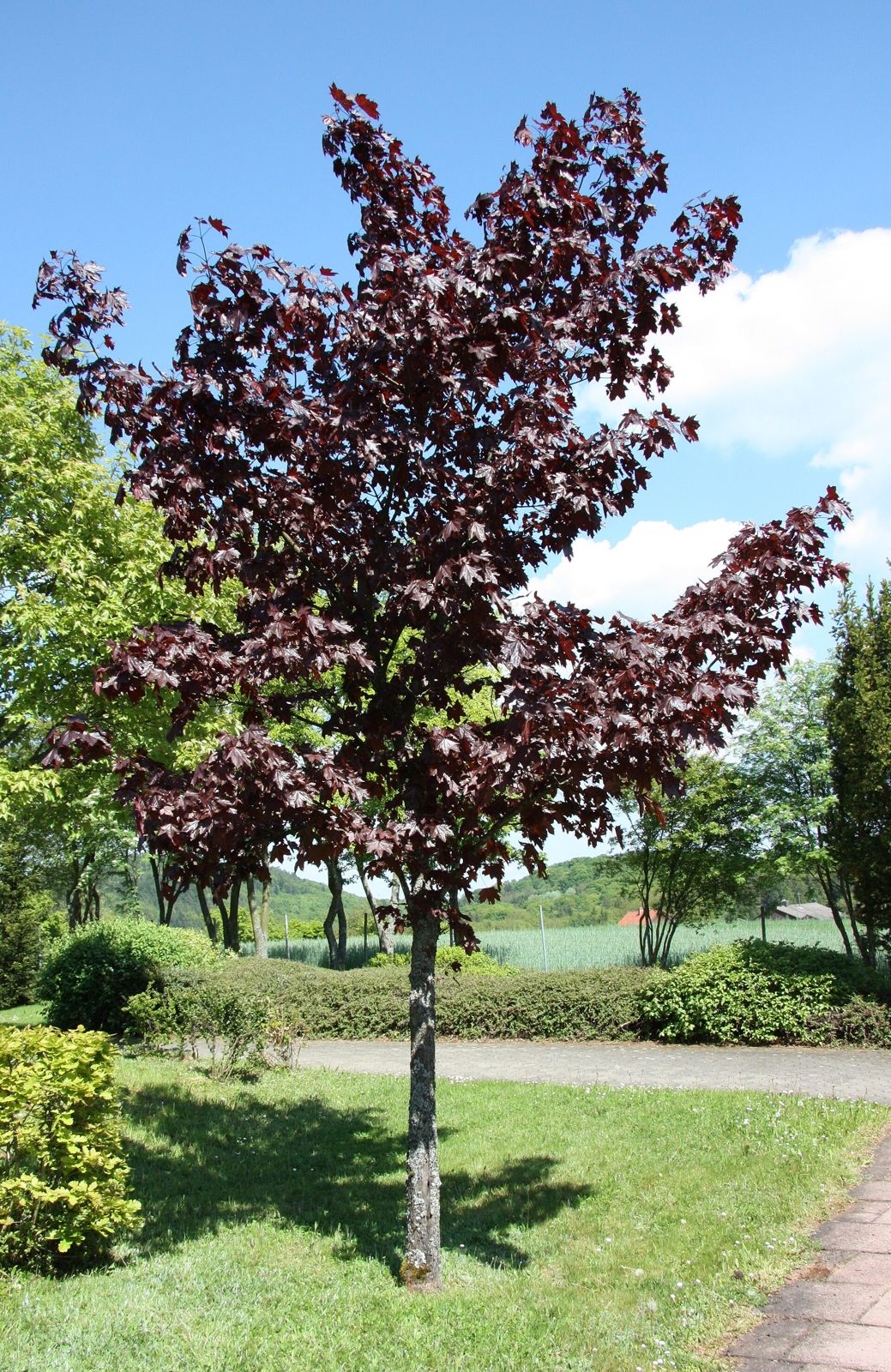 Spitzahorn 'Crimson King' (Acer platanoides)