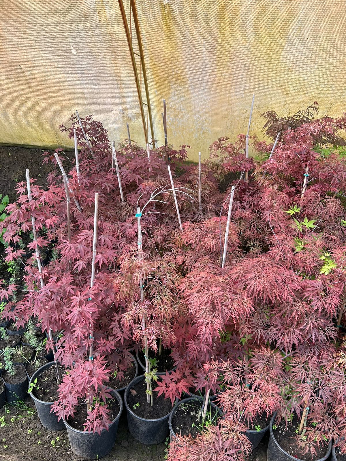 Japanischer Ahorn (Acer palmatum)