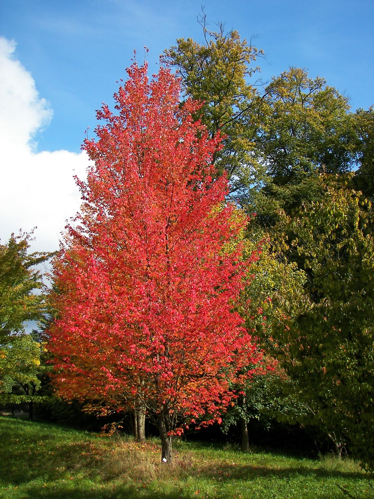 Rotahorn (Acer rubrum)