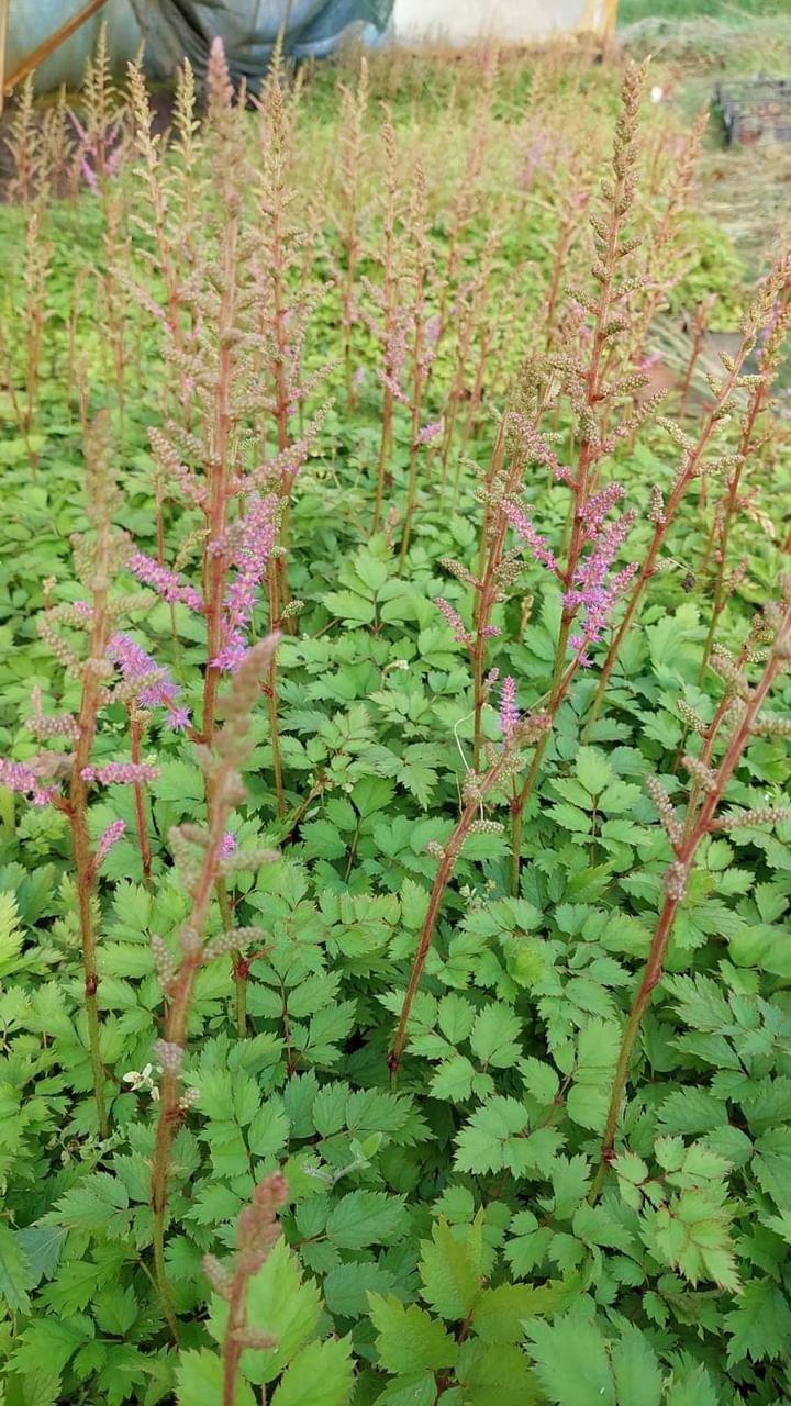 False Goatsbeard (Astilbe)