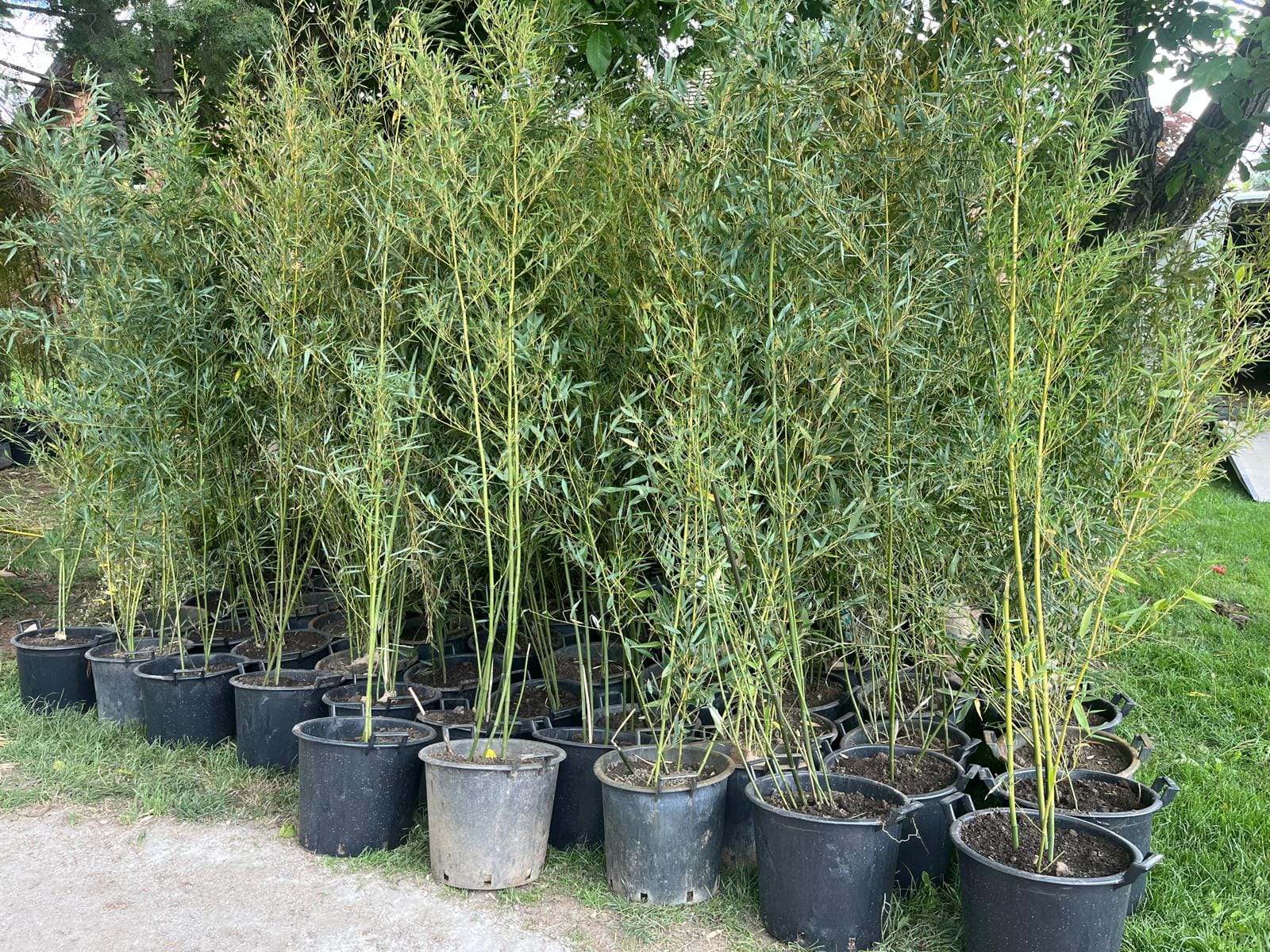 Bamboo (Phyllostachys / Fargesia)