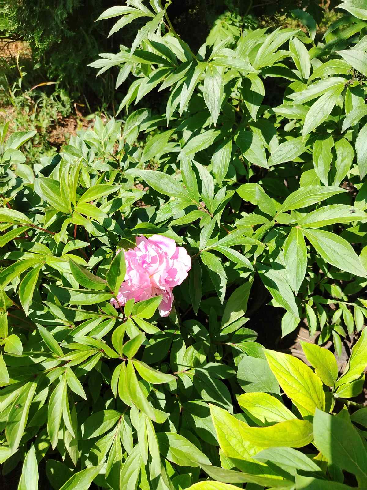 Pfingstrose (Paeonia)