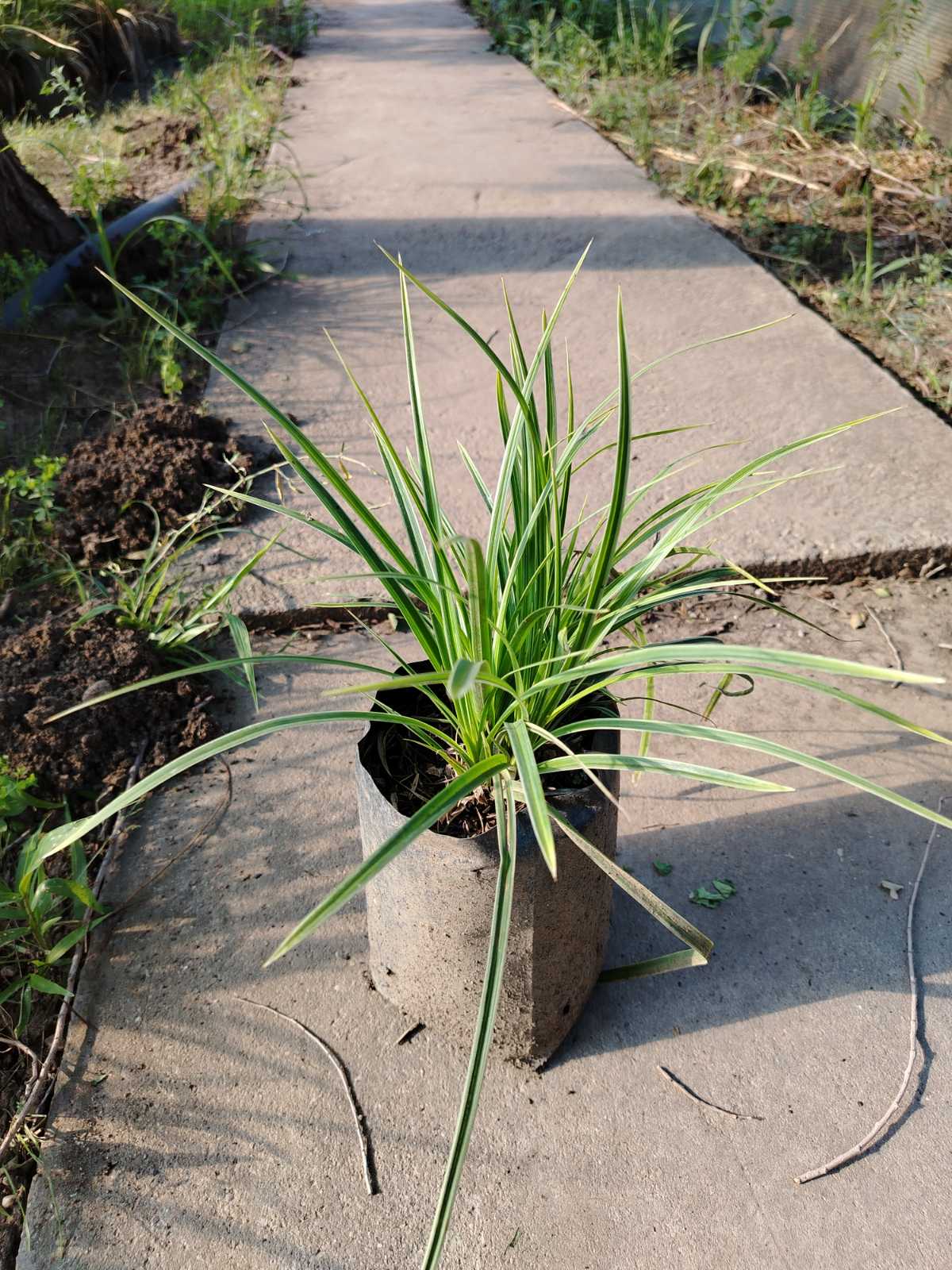 Rogoz japonez 'Ice Dance' (Carex morrowii)