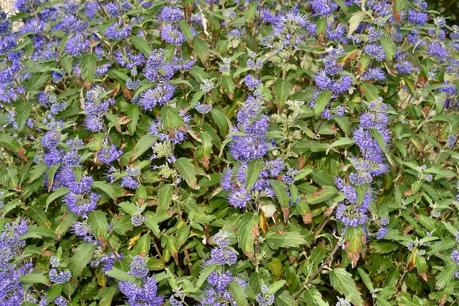 Bluebeard (Caryopteris × clandonensis)