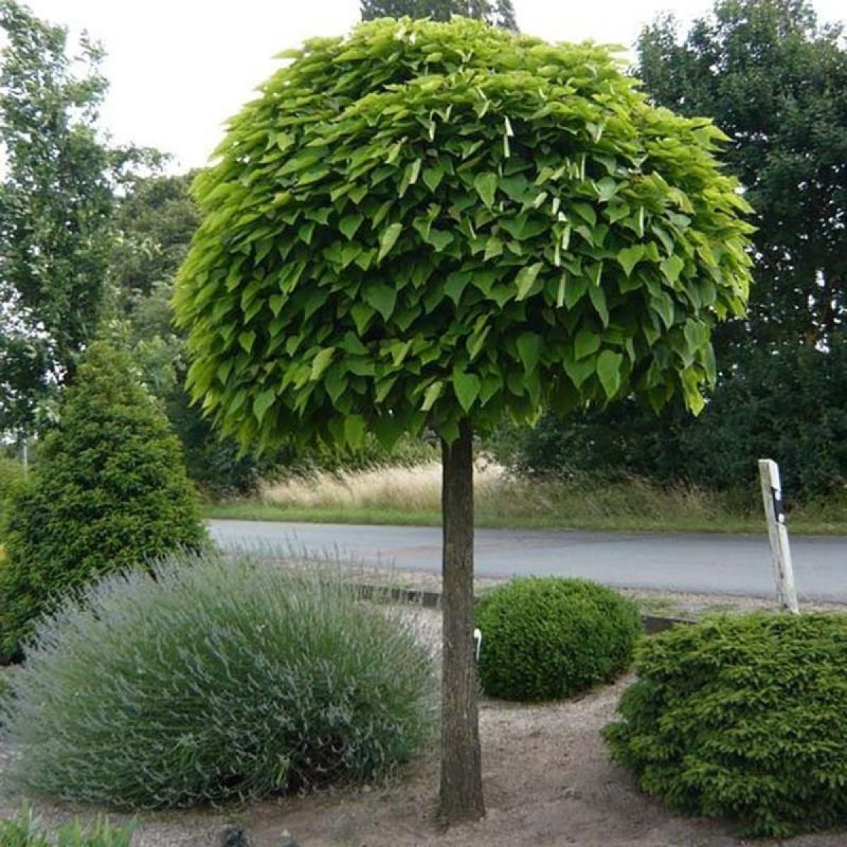 Catalpă (Catalpa bignonioides)