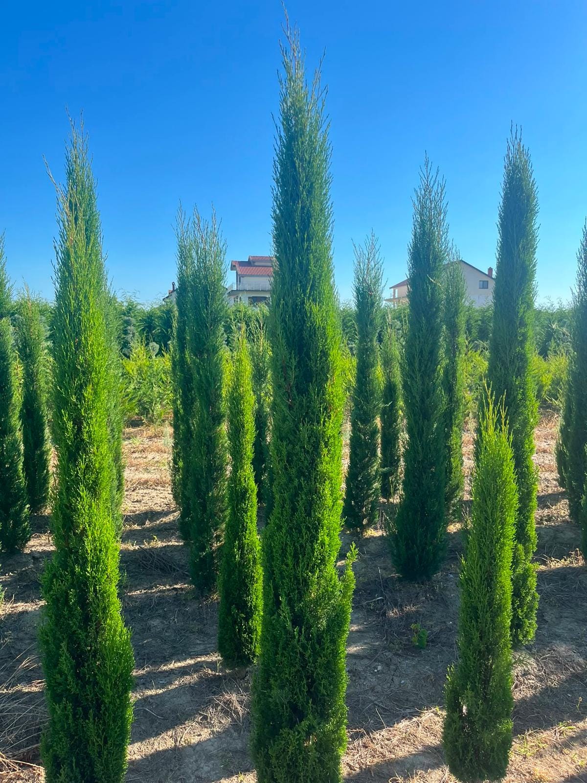 Italienische Zypresse (Cupressus sempervirens)