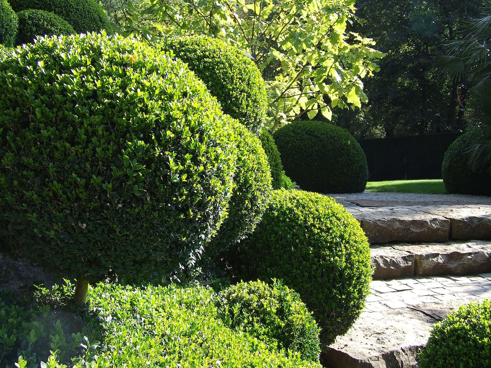 Buchsbaum (Buxus sempervirens)