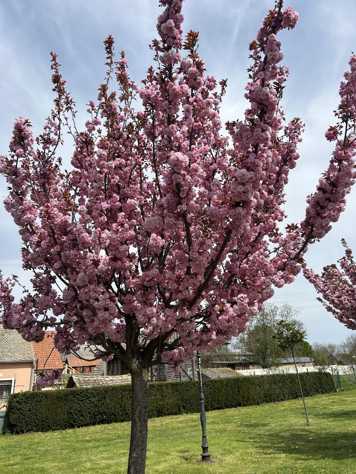 Japanische Blütenkirsche (Prunus serrulata)