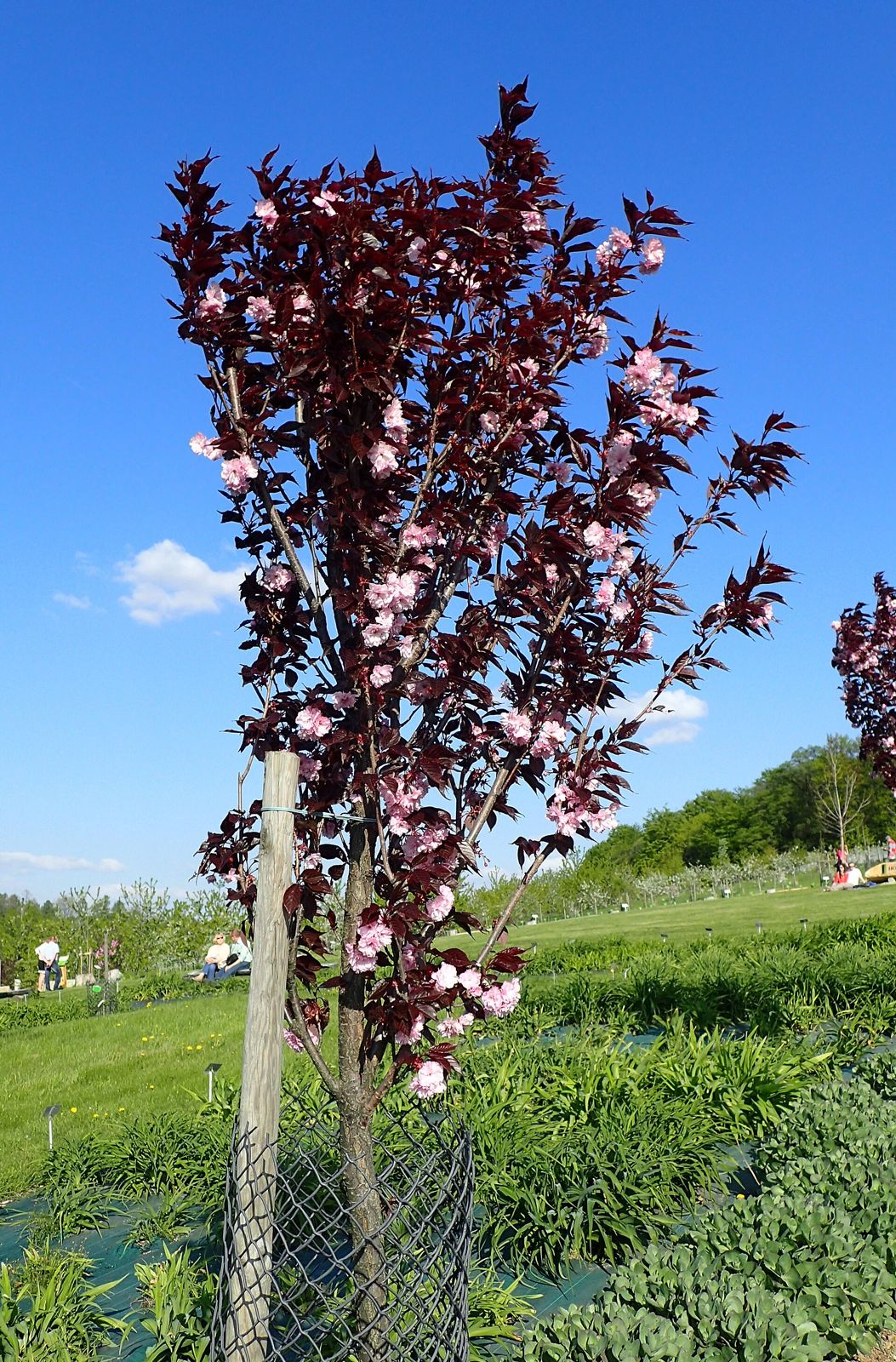 Japanische Blütenkirsche 'Royal Burgundy' (Prunus serrulata)