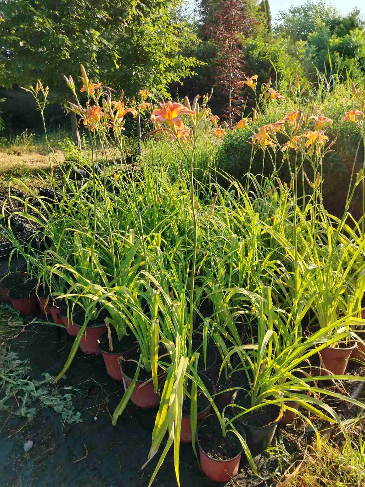 Taglilie (Hemerocallis)