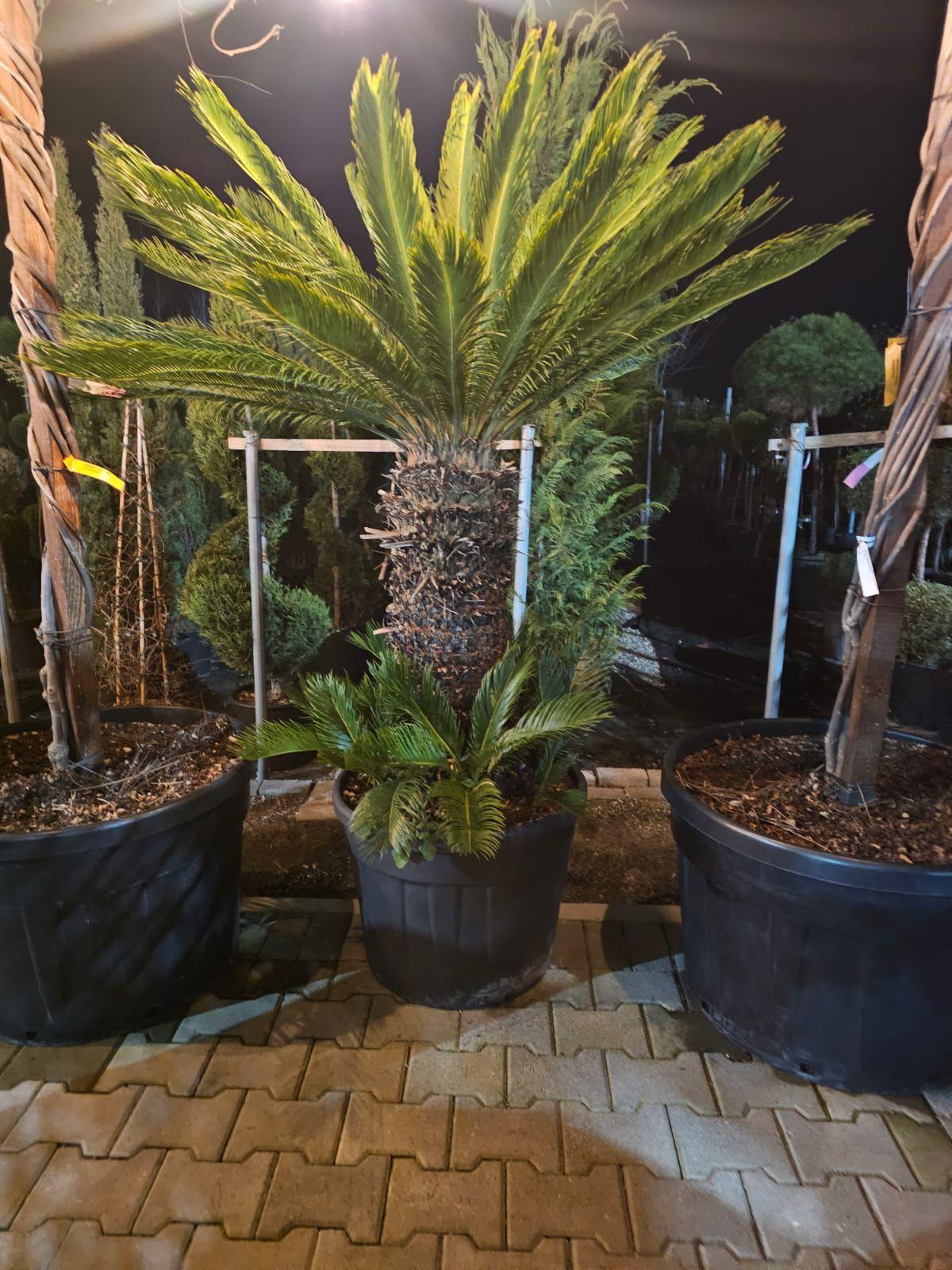Cicas / Palmier sago (Cycas revoluta)