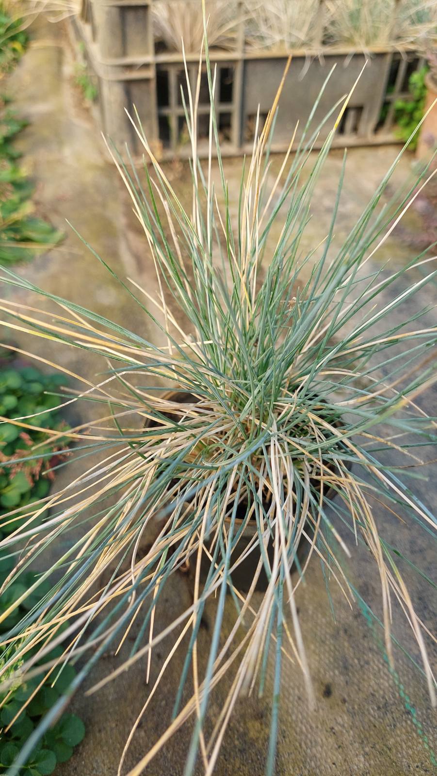 Blauschwingel (Festuca glauca)