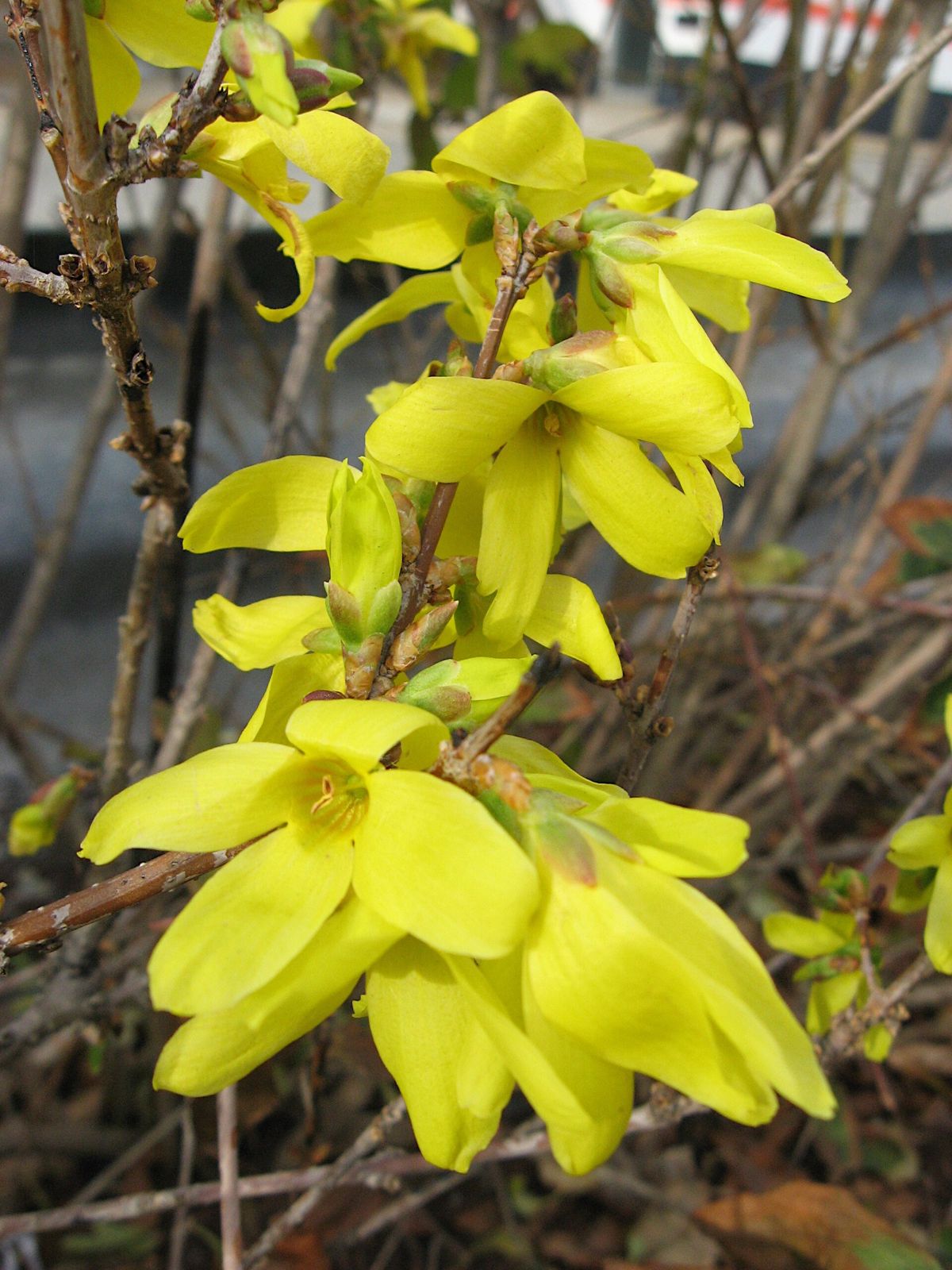 Forsythie (Forsythia × intermedia)