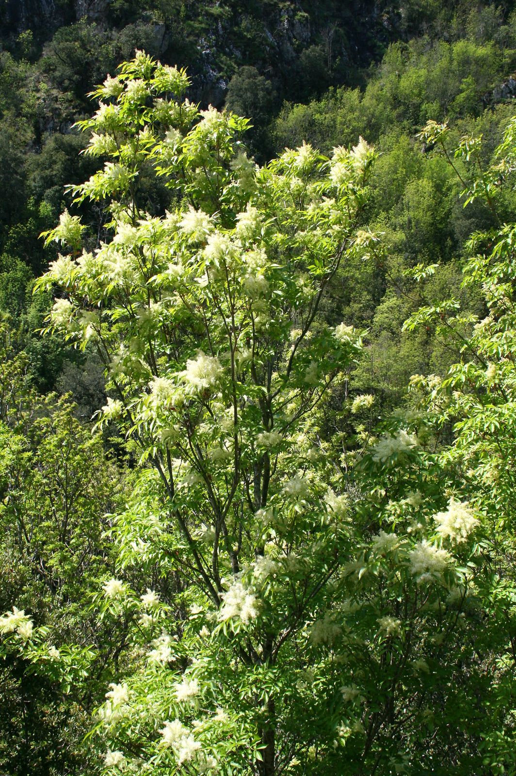 Manna Ash (Fraxinus ornus)