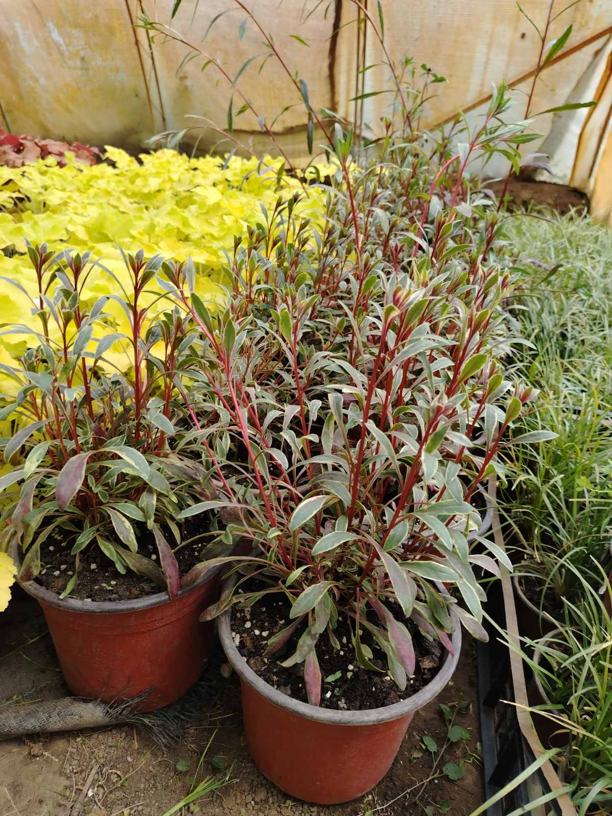 Prachtkerze (Gaura lindheimeri)