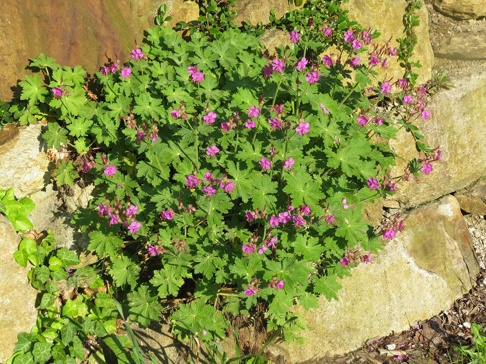 Storchschnabel (Geranium sp.)
