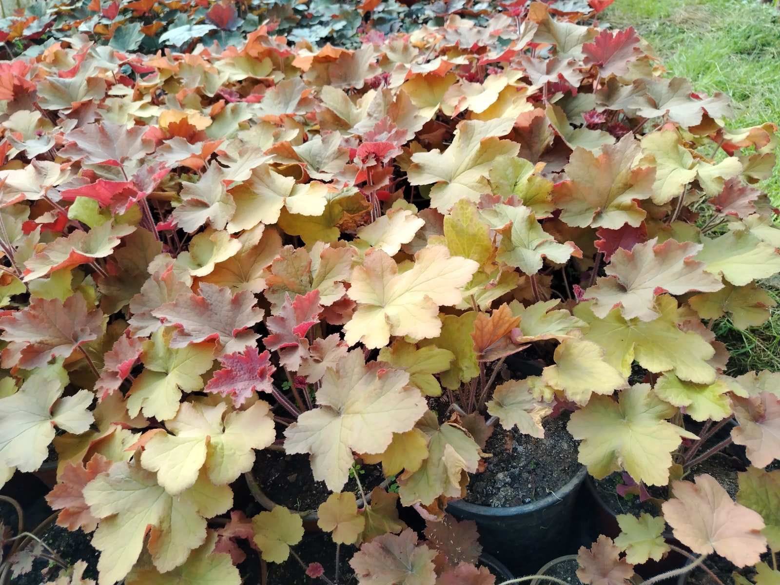Coral Bells (Heuchera)