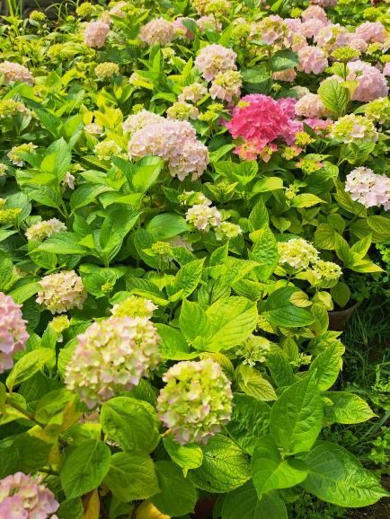 Hortensie