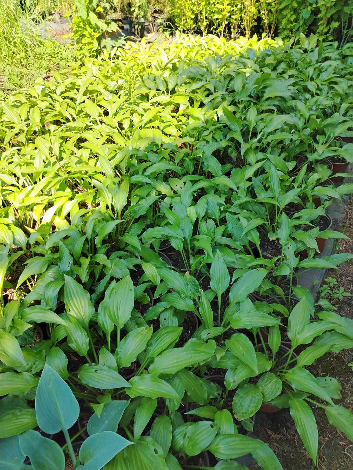 Funkie (Hosta)