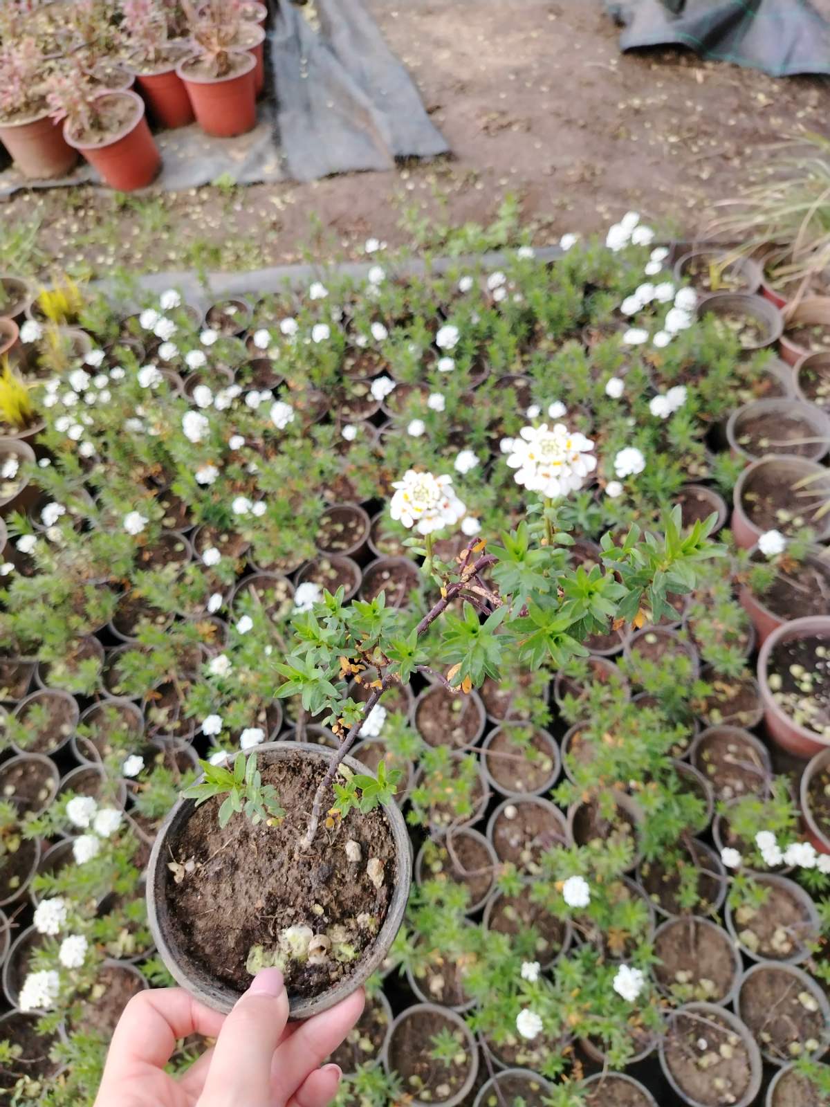Candytuft (Iberis sempervirens)