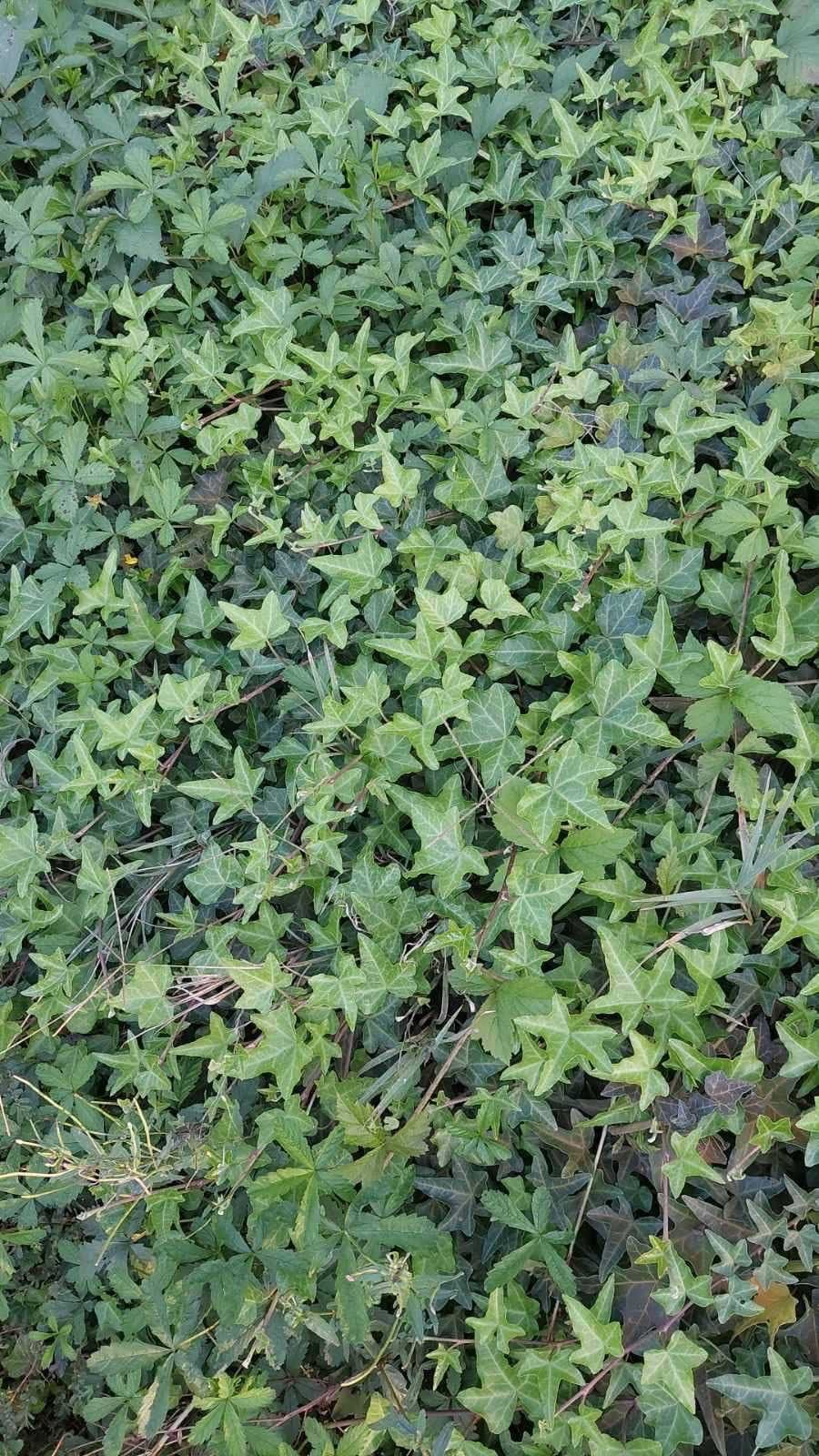Iederă comună (Hedera helix)