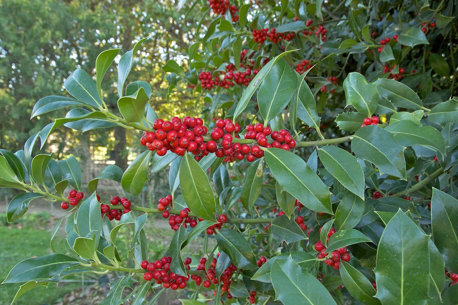Holly (Ilex aquifolium)