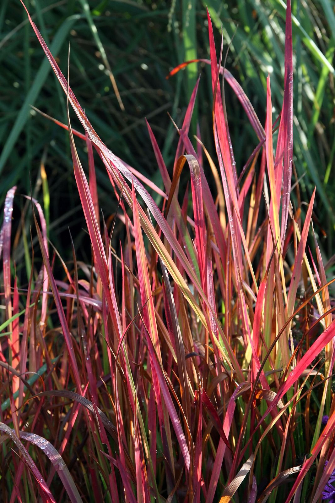 Japanisches Blutgras (Imperata cylindrica 'Red Baron')