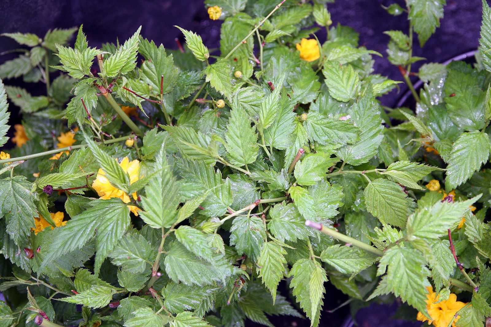 Ranunkelstrauch (Kerria japonica)