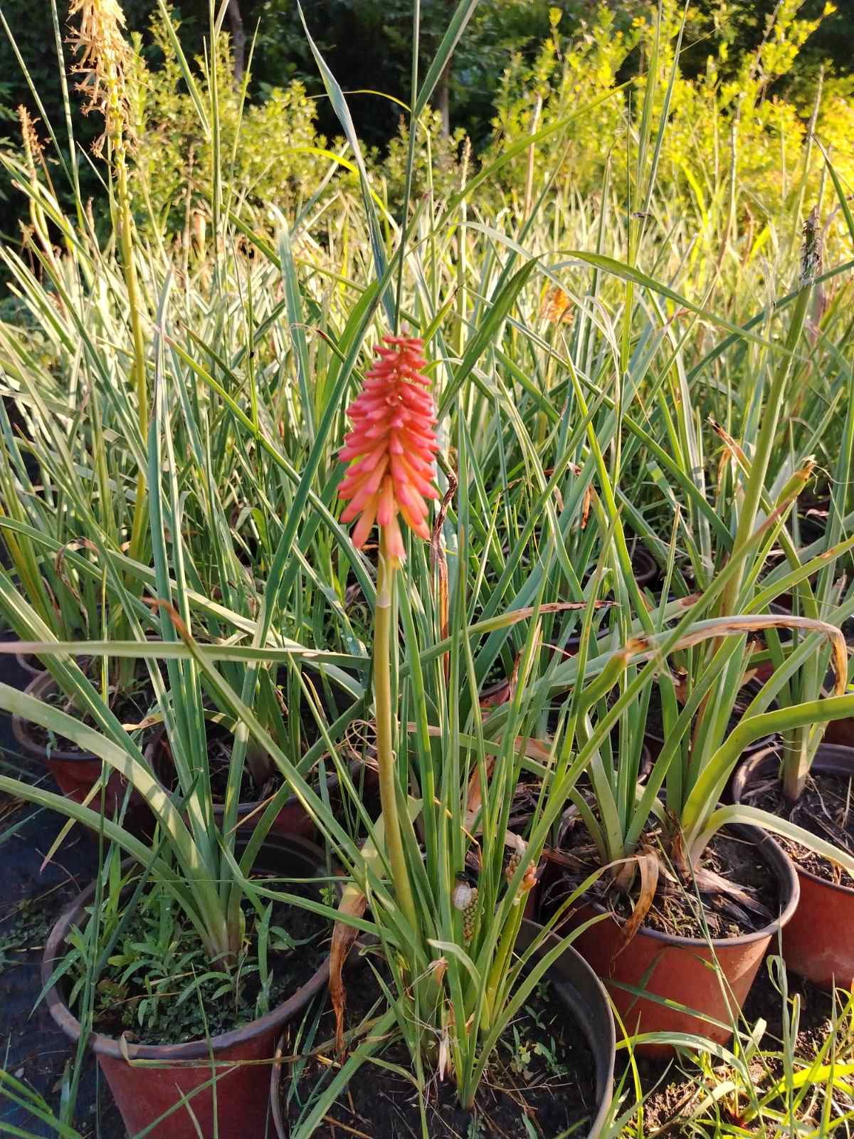 Fackellilie (Kniphofia uvaria)