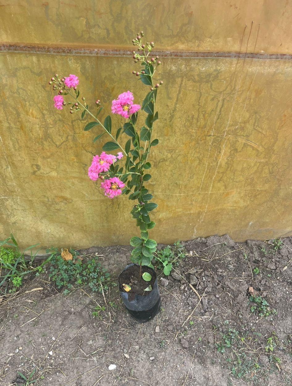 Lagerstroemia (Lagerstroemia indica)