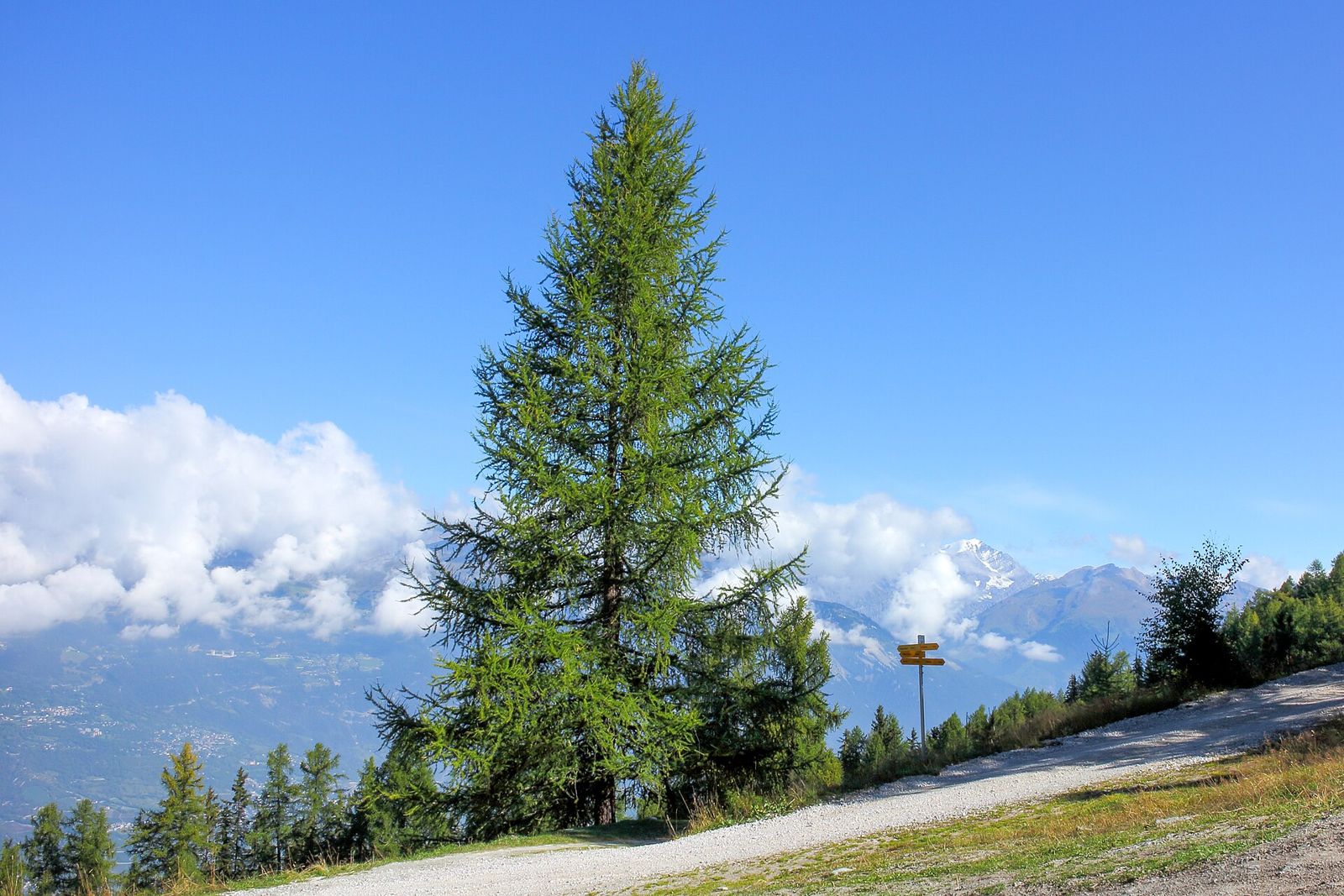 Europäische Lärche (Larix decidua)