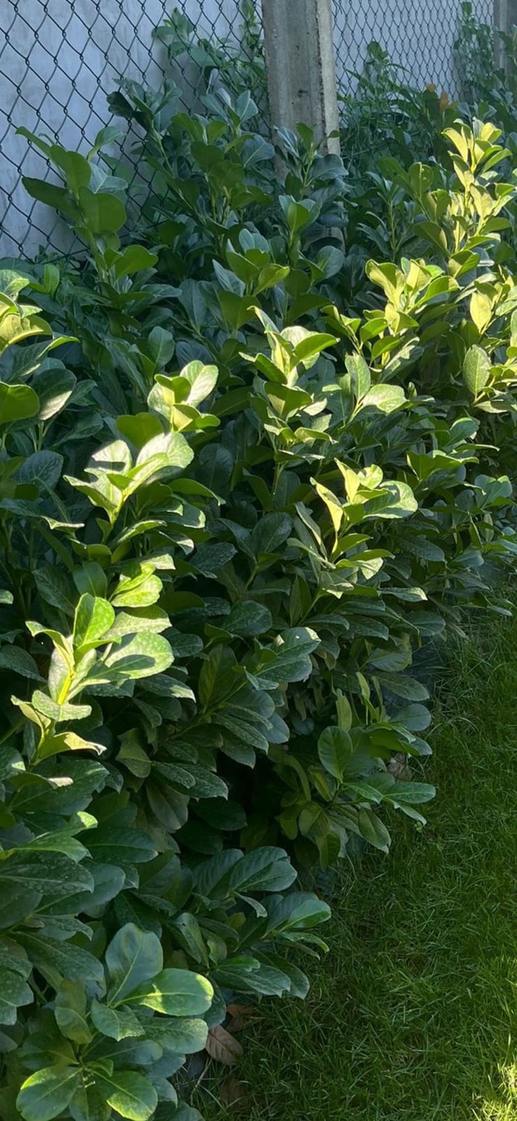 Hecke aus Kirschlorbeer (Prunus laurocerasus)