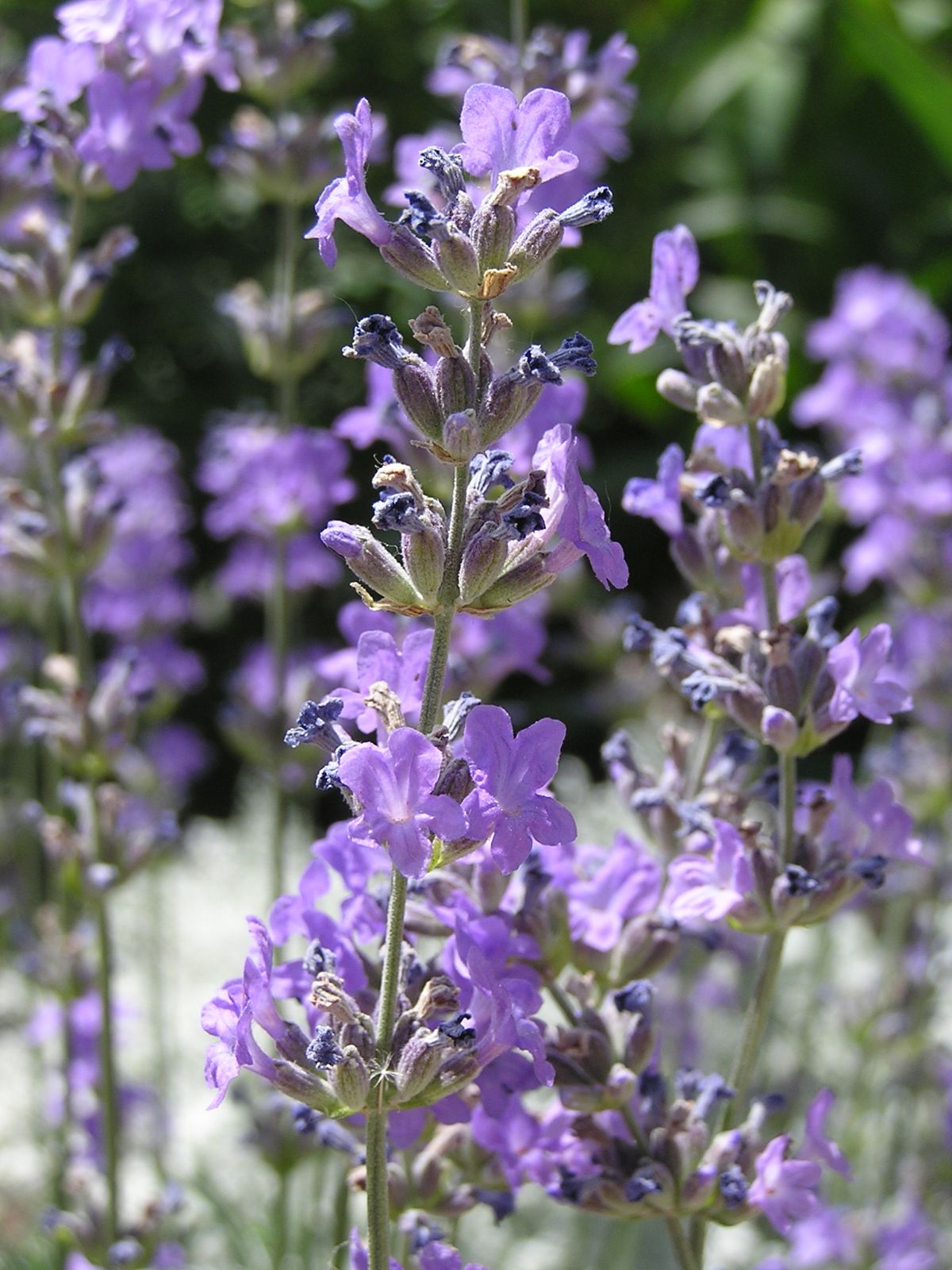 Lavendel (Lavandula angustifolia)