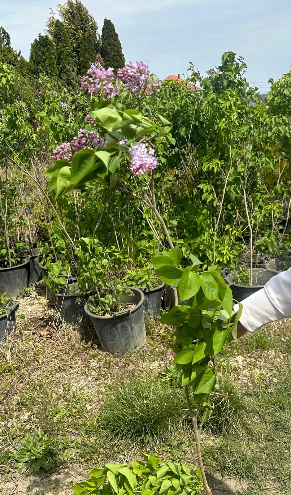 Gewöhnlicher Flieder (Syringa vulgaris)