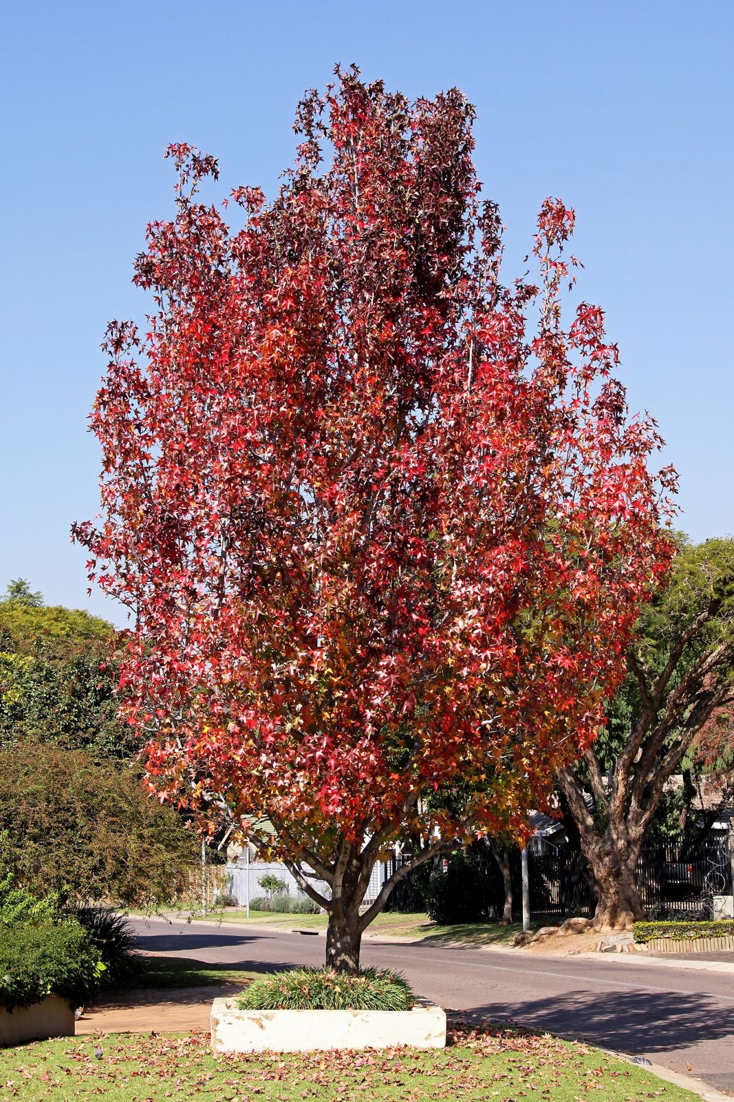 Sweetgum (Liquidambar styraciflua)