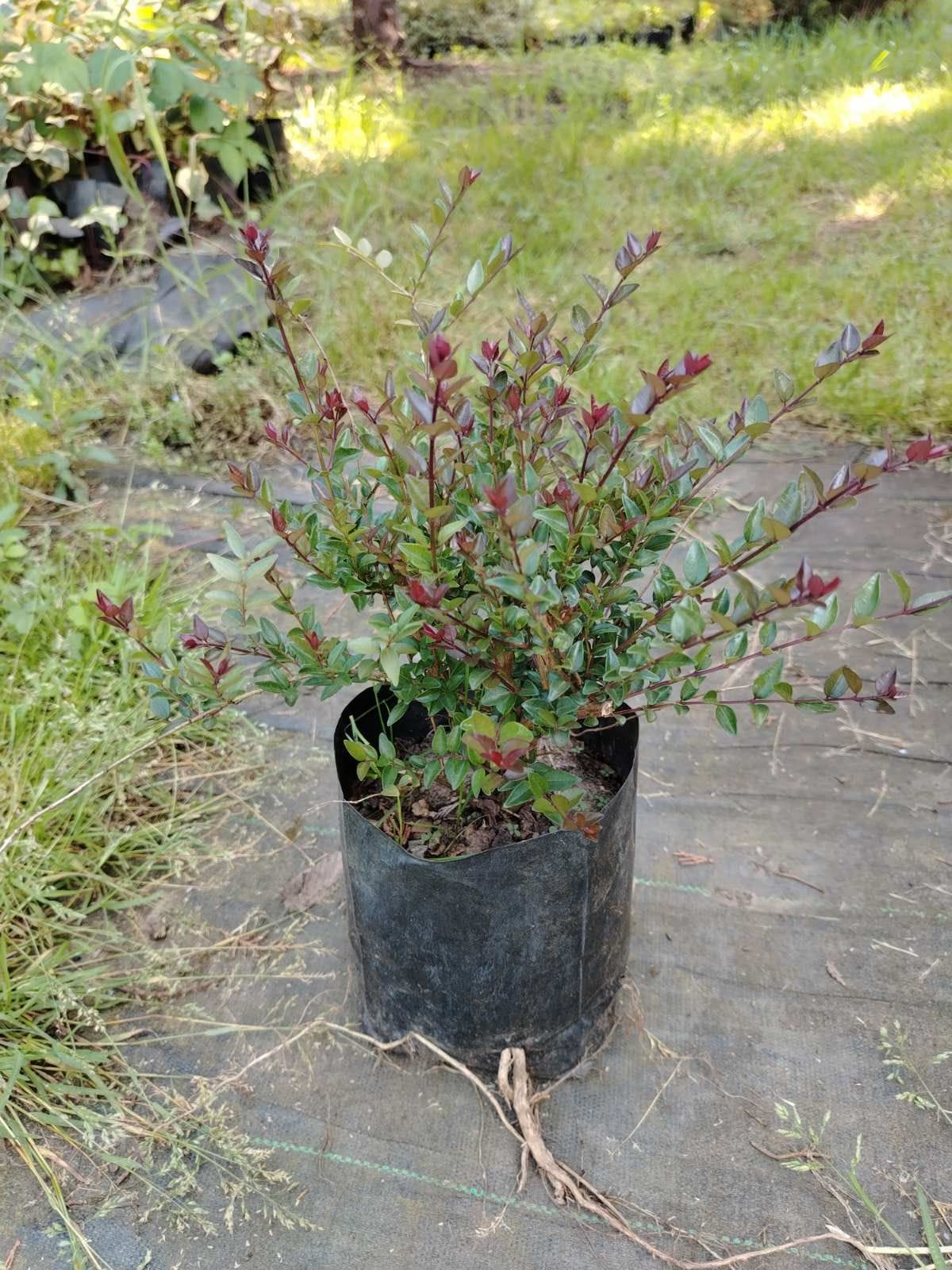 Heckenkirsche (Lonicera nitida)