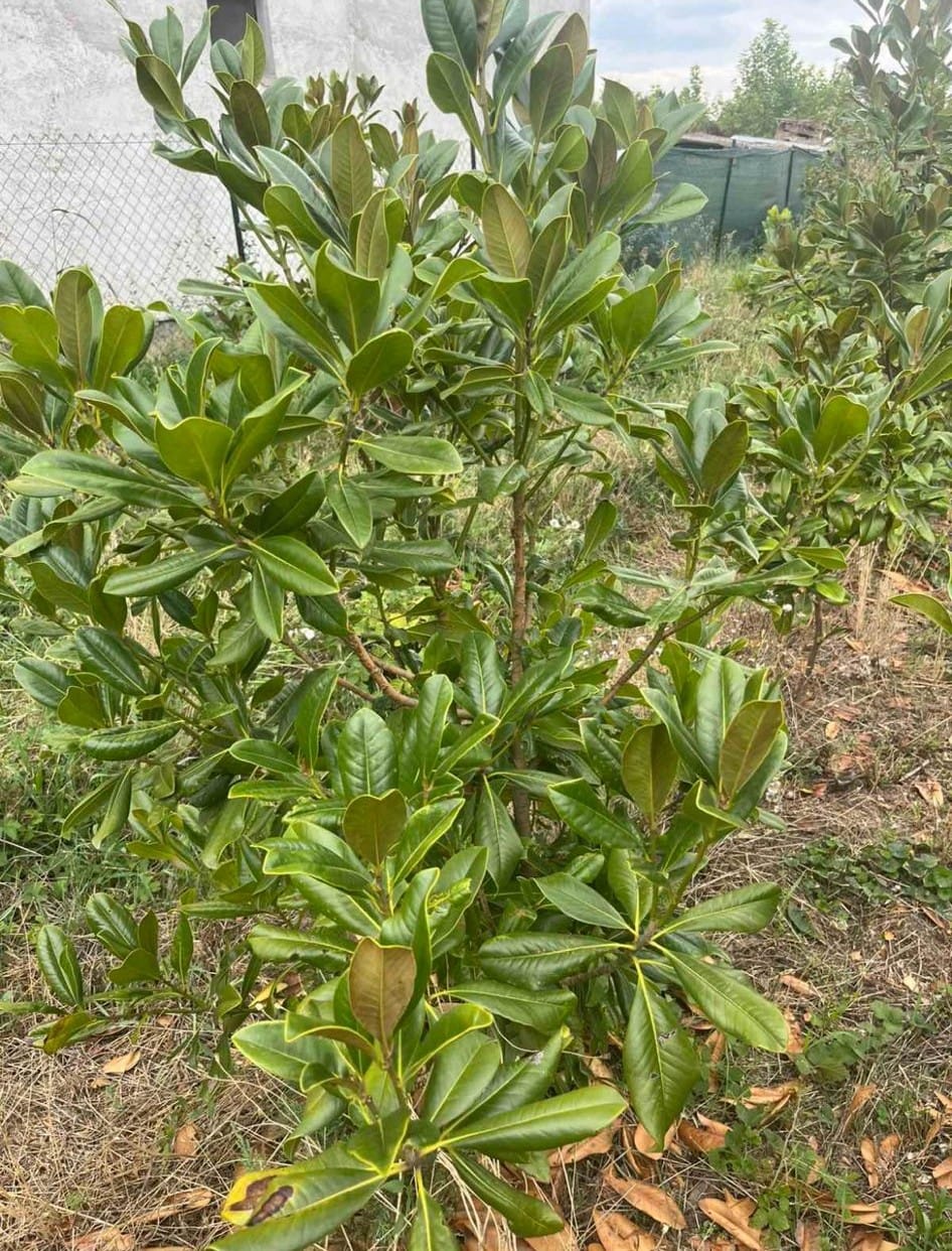 Immergrüne Magnolie (Magnolia grandiflora)