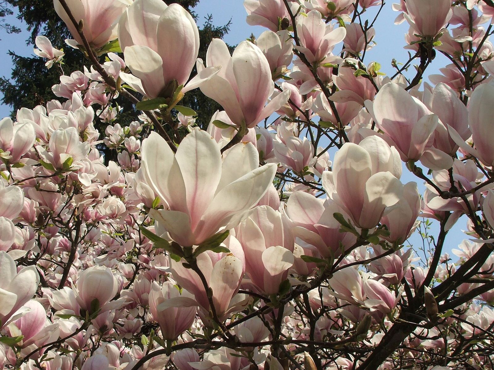 Tulpen-Magnolie (Magnolia × soulangeana)