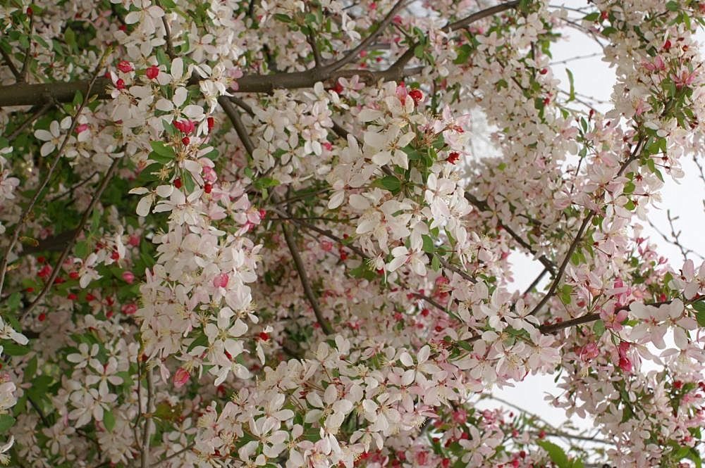 Măr decorativ japonez (Malus floribunda)
