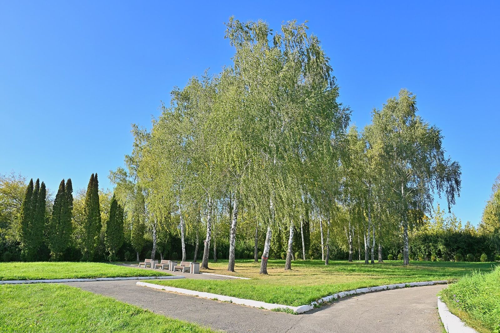 Hängebirke (Betula pendula)