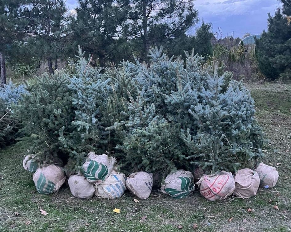 Colorado Blue Spruce (Picea pungens 'Glauca')