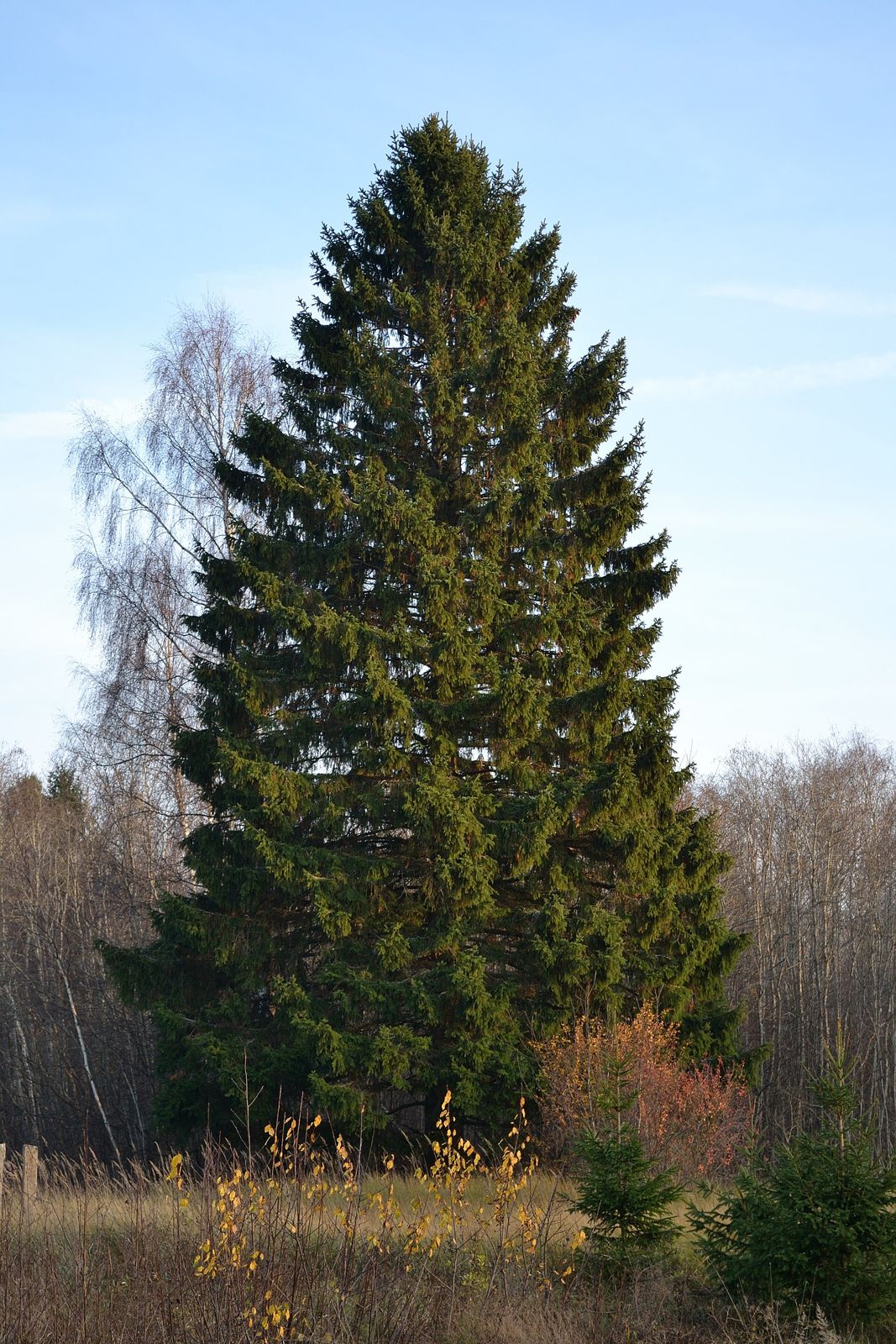 Fichte (Picea abies)