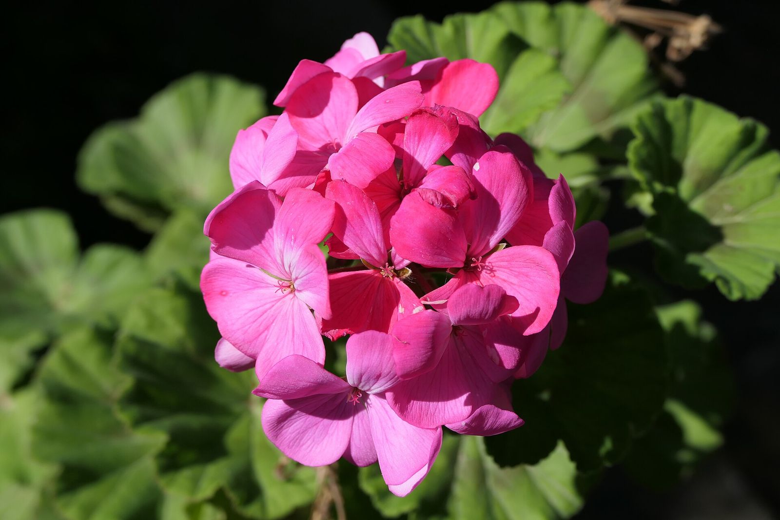 Geranie (Pelargonium)